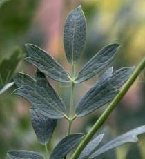 Attēlu rezultāti vaicājumam “Thalictrum flavum leaf”