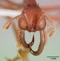 Attēlu rezultāti vaicājumam “Enteridium corticatum”