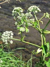 Attēlu rezultāti vaicājumam “Angelica palustris”