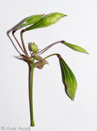 Attēlu rezultāti vaicājumam “Impatiens glandulifera fruit”