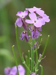 Image result for Hesperis matronalis