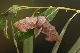 Attēlu rezultāti vaicājumam “Laothoe populi”