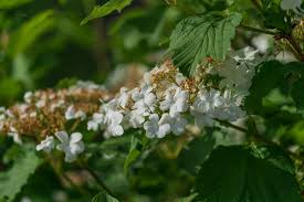 Attēlu rezultāti vaicājumam “Adoxaceae”