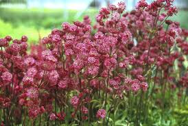 Image result for Astrantia majon `Abbey Road`