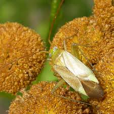 Attēlu rezultāti vaicājumam “Adelphocoris lineolatus imago”