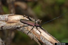 Attēlu rezultāti vaicājumam “Aromia moschata”