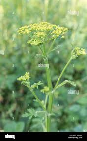 Attēlu rezultāti vaicājumam “Pastinaca sativa subsp. sylvestris”