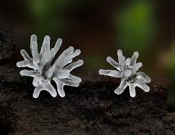 Attēlu rezultāti vaicājumam “Ceratiomyxa fruticulosa spores”