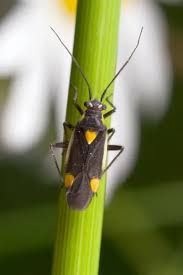 Attēlu rezultāti vaicājumam “Capsodes gothicus”