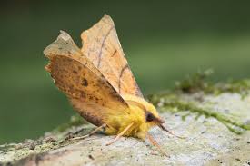 Attēlu rezultāti vaicājumam “Ennomos alniaria”