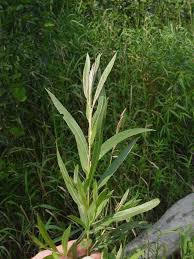 Attēlu rezultāti vaicājumam “Salix”