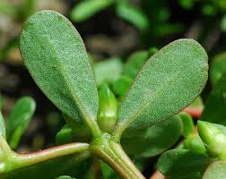 Attēlu rezultāti vaicājumam “Portulaca oleracea”