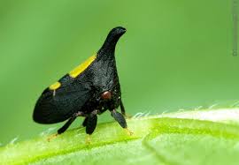 Attēlu rezultāti vaicājumam “Membracidae”