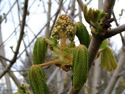 Attēlu rezultāti vaicājumam “Aesculus x hybrida bud”