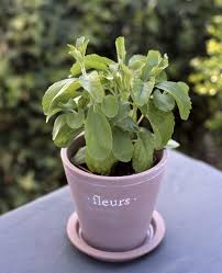 Image result for Stevia rebaudiana