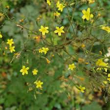 Attēlu rezultāti vaicājumam “Mycelis muralis flower”