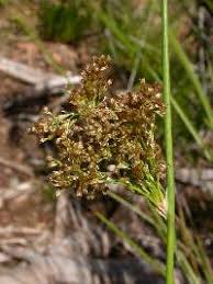 Attēlu rezultāti vaicājumam “Juncus effusus fruit”