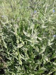 Attēlu rezultāti vaicājumam “Anchusa arvensis flower”