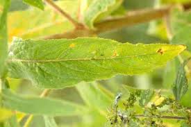 Attēlu rezultāti vaicājumam “Epilobium hirsutum leaf”