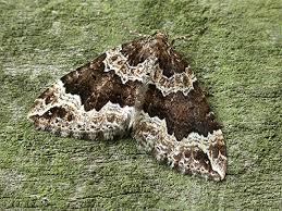 Attēlu rezultāti vaicājumam “Lampropteryx suffumata”