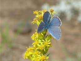 Attēlu rezultāti vaicājumam “Plebejus idas underside”