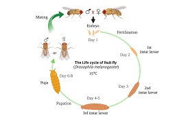 Attēlu rezultāti vaicājumam “Drosophila melanogaster”
