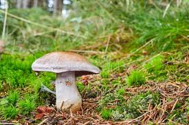 Attēlu rezultāti vaicājumam “Cortinarius traganus”