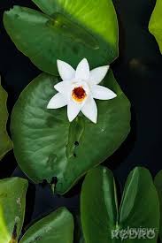 Attēlu rezultāti vaicājumam “Nymphaea alba flower”