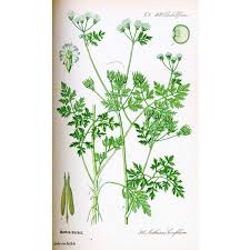 Image result for Anthriscus cerefolium