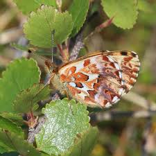 Attēlu rezultāti vaicājumam “Boloria titania underside”