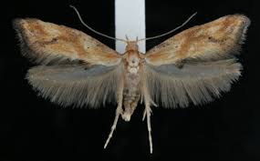 Attēlu rezultāti vaicājumam “Epermenia falciformis”