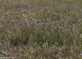 Attēlu rezultāti vaicājumam “Gypsophila fastigiata”