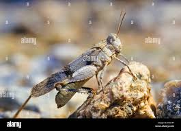 Attēlu rezultāti vaicājumam “Oedipoda caerulescens”