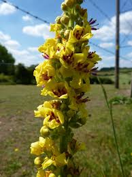 Image result for Verbascum nigrum