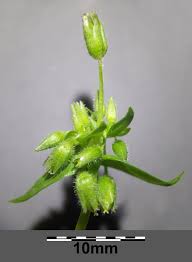 Attēlu rezultāti vaicājumam “Stellaria pallida”