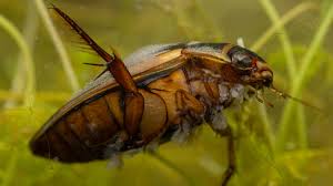 Attēlu rezultāti vaicājumam “Dytiscus sp.”