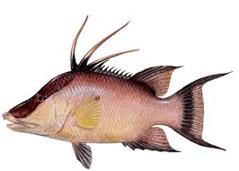 Image result for Lachnolaimus maximus