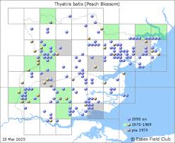 Attēlu rezultāti vaicājumam “Thyatira batis larva”
