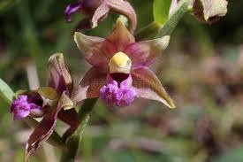 Attēlu rezultāti vaicājumam “Epipactis atrorubens leaf”