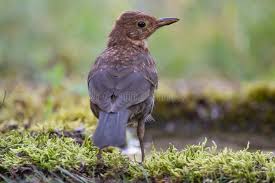 Attēlu rezultāti vaicājumam “Turdus merula juvenile”