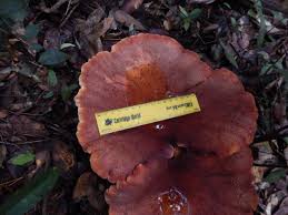 Attēlu rezultāti vaicājumam “Ascotremella faginea”