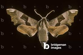 Attēlu rezultāti vaicājumam “Mimas tiliae”