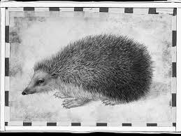 Attēlu rezultāti vaicājumam “Erinaceus roumanicus”