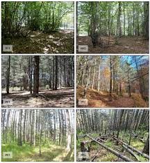 Attēlu rezultāti vaicājumam “Grynocharis oblonga”