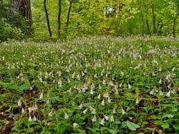 Attēlu rezultāti vaicājumam “Linnaea borealis flower”