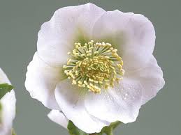 Attēlu rezultāti vaicājumam “Helleborus niger”