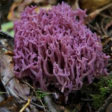 Attēlu rezultāti vaicājumam “Clavulina amethystina”