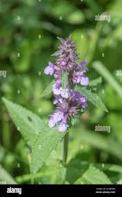 Attēlu rezultāti vaicājumam “Stachys palustris leaf”