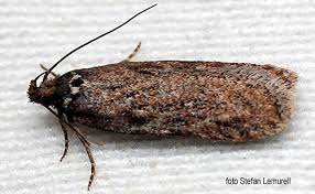 Attēlu rezultāti vaicājumam “Depressaria olerella”