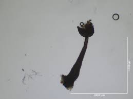 Attēlu rezultāti vaicājumam “Licea testudinacea young”